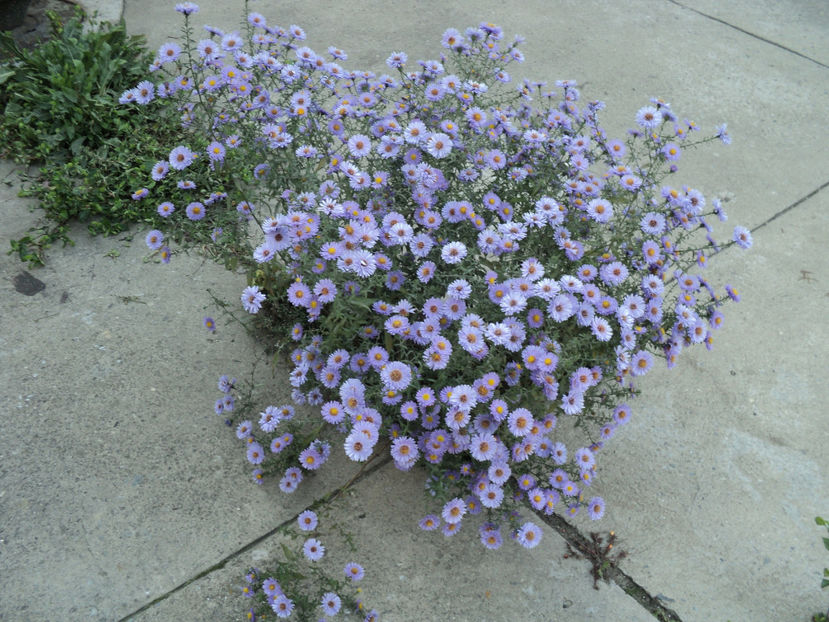 2 oct.,inghesuita la radacina,se desfasoara in flori... - Toamna