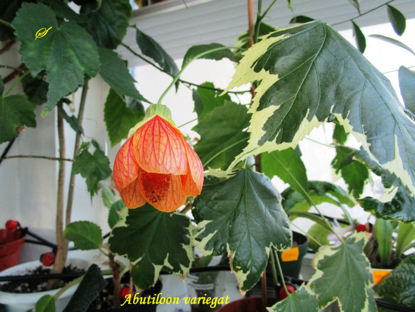 Abutilon variegat (4-10-2017) - Abutiloni 2017