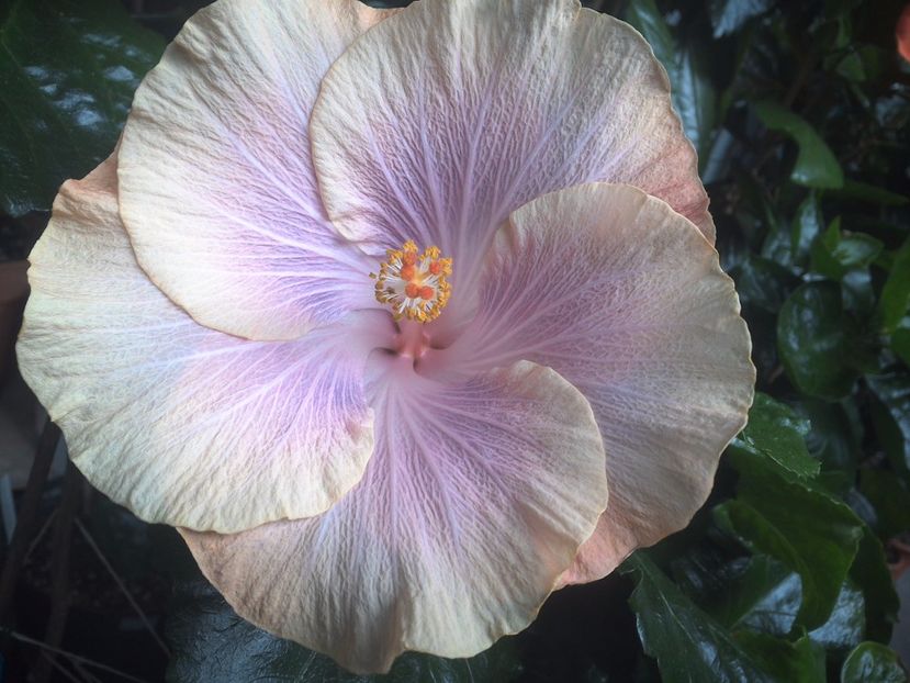 WIN_20171004_095422 - Silver Memories