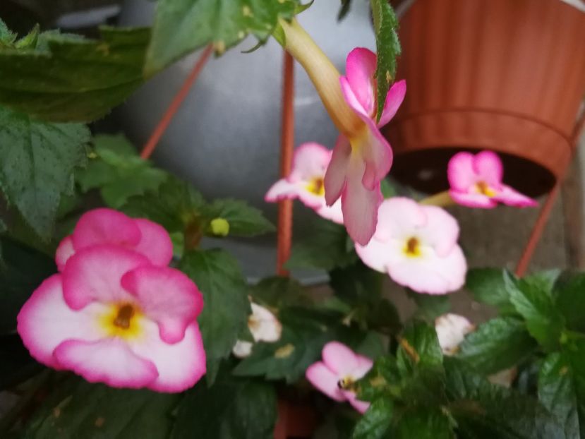  - Achimenes 2017