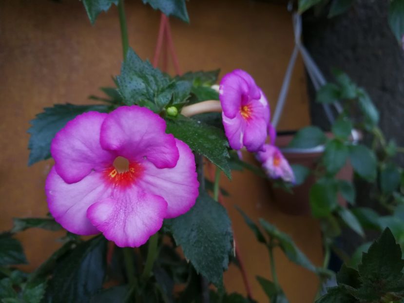  - Achimenes 2017
