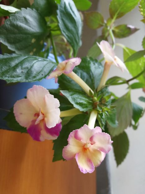 - Achimenes 2017