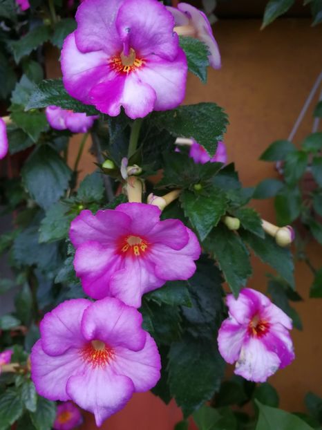  - Achimenes 2017