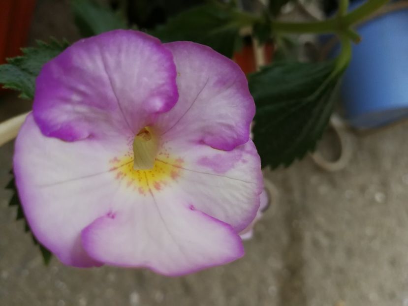  - Achimenes 2017