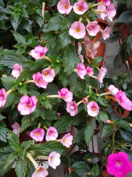  - Achimenes 2017