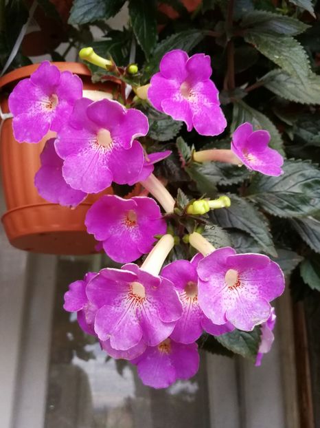  - Achimenes 2017
