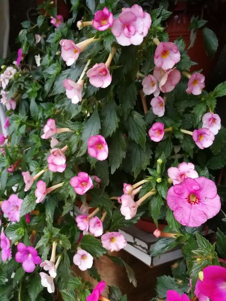  - Achimenes 2017