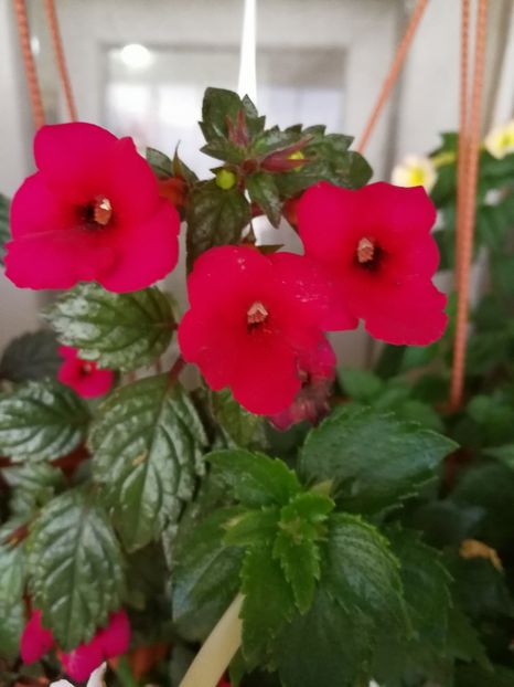  - Achimenes 2017