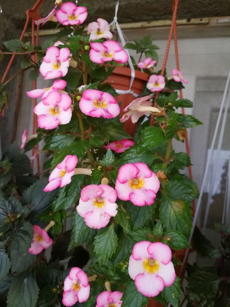  - Achimenes 2017