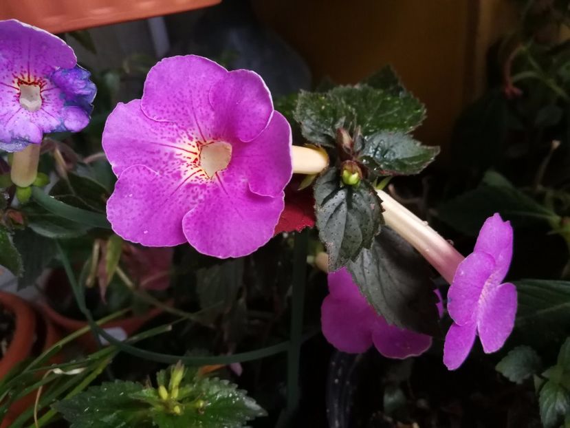  - Achimenes 2017