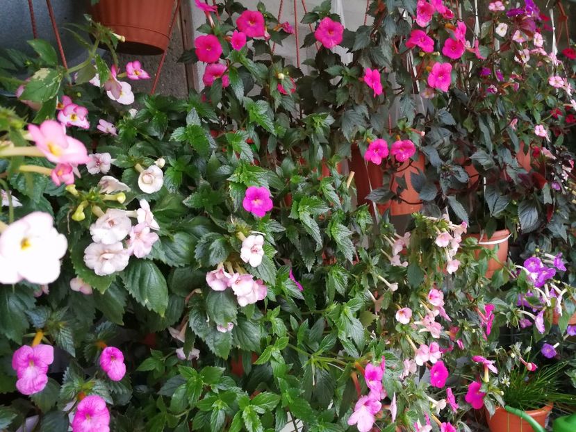  - Achimenes 2017
