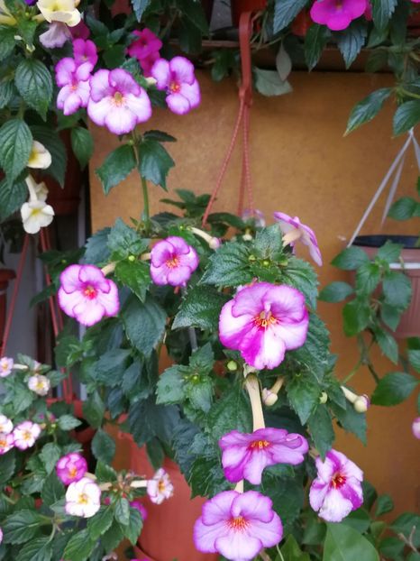  - Achimenes 2017