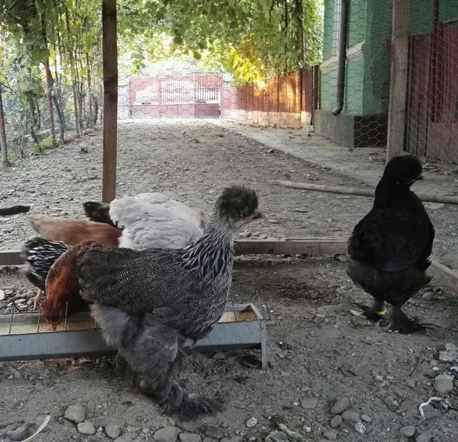  - Ultimile 2 serii din iulie