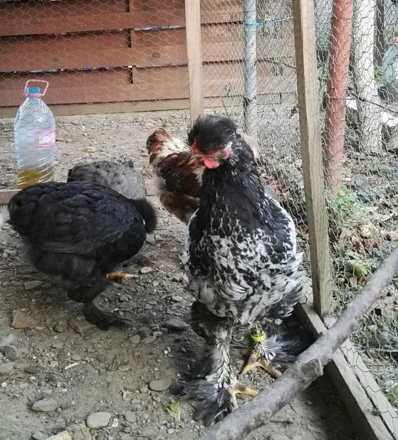  - Ultimile 2 serii din iulie