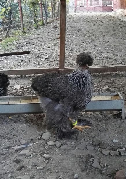  - Ultimile 2 serii din iulie