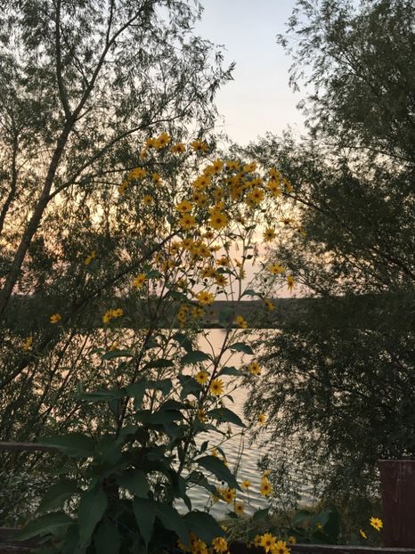  - Flori la balta 2017