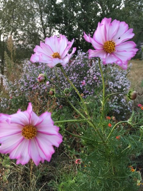  - Flori la balta 2017