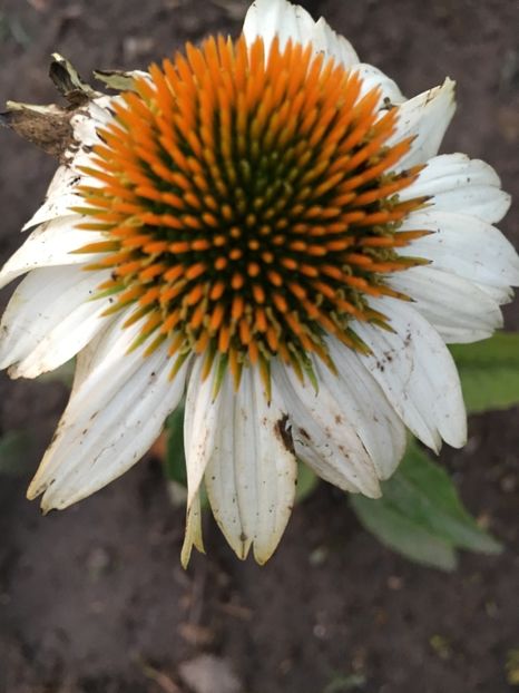  - Flori la balta 2017