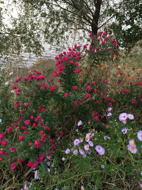  - Flori la balta 2017