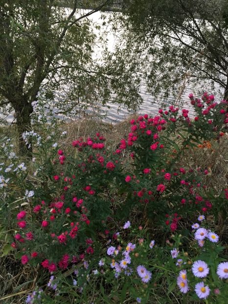  - Flori la balta 2017