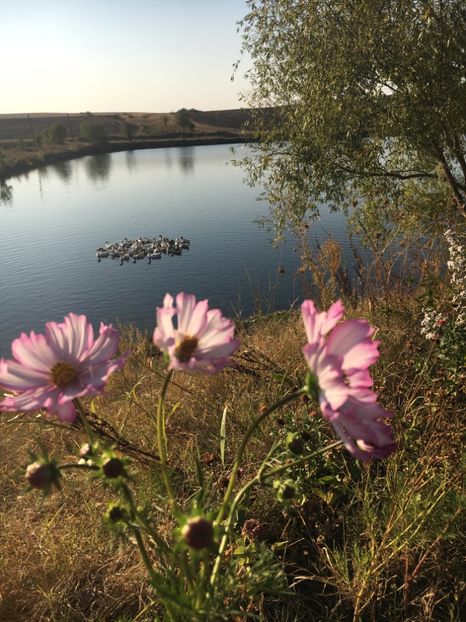  - Flori la balta 2017