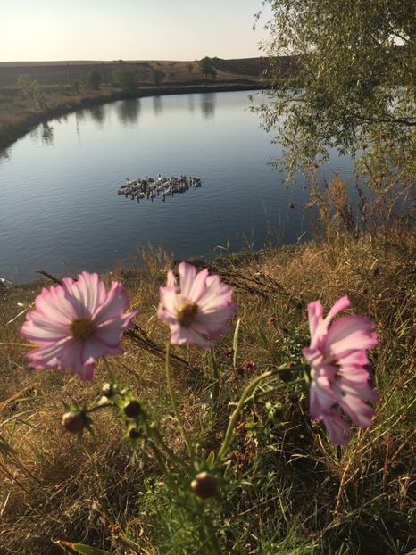  - Flori la balta 2017