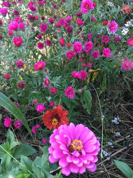  - Flori la balta 2017