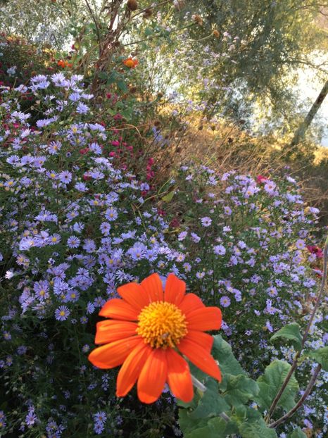  - Flori la balta 2017