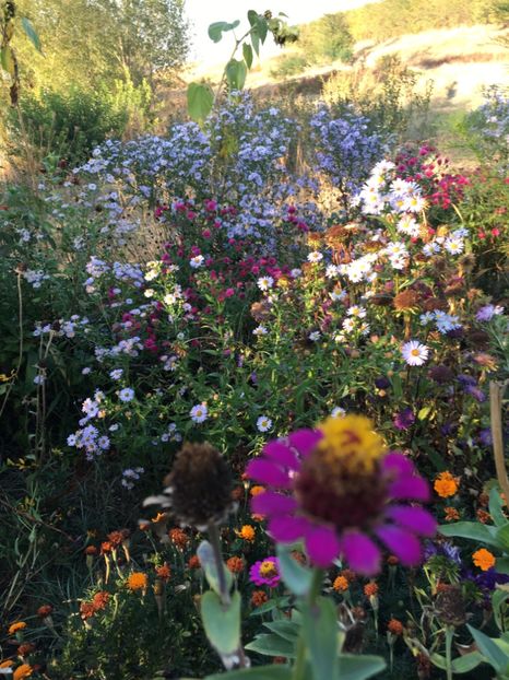  - Flori la balta 2017