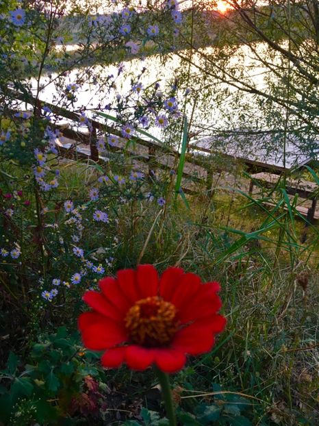  - Flori la balta 2017