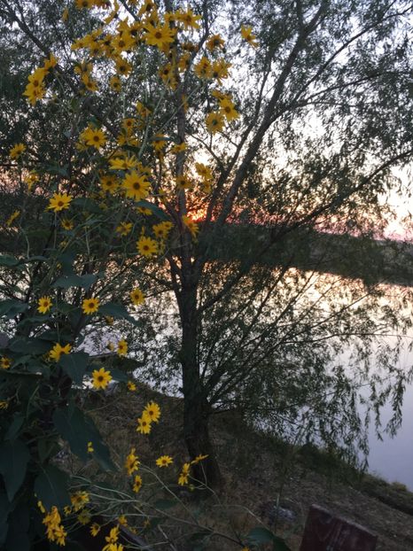  - Flori la balta 2017