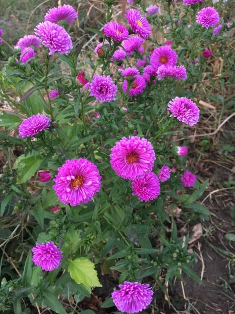  - Flori la balta 2017