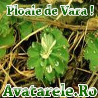 04 - Avatare