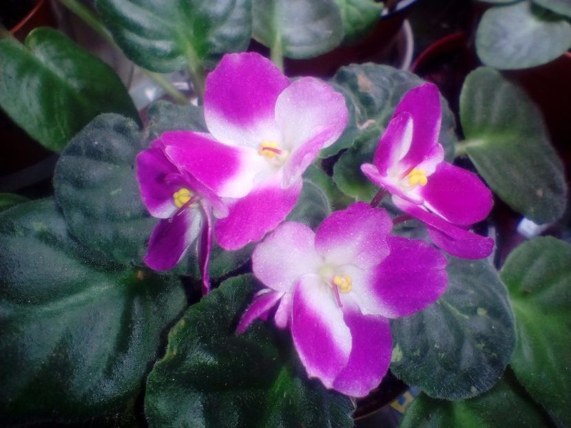  - Violete Africane