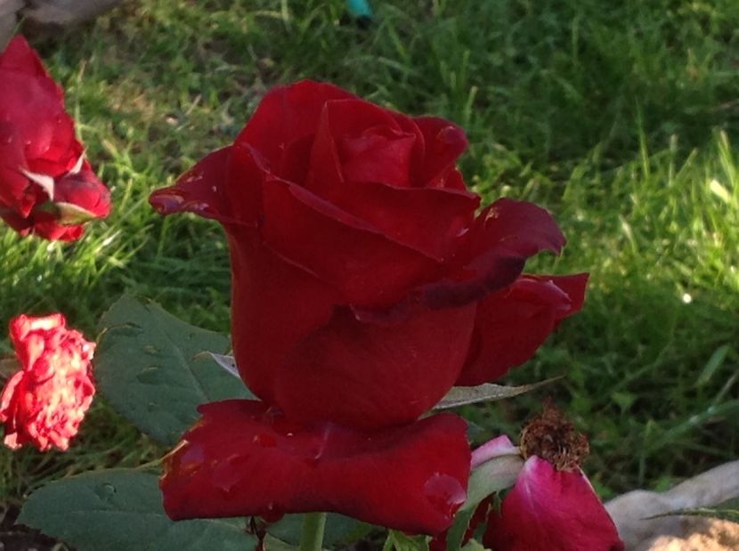  - Un roșu de Ciumbrud Mr Lincoln