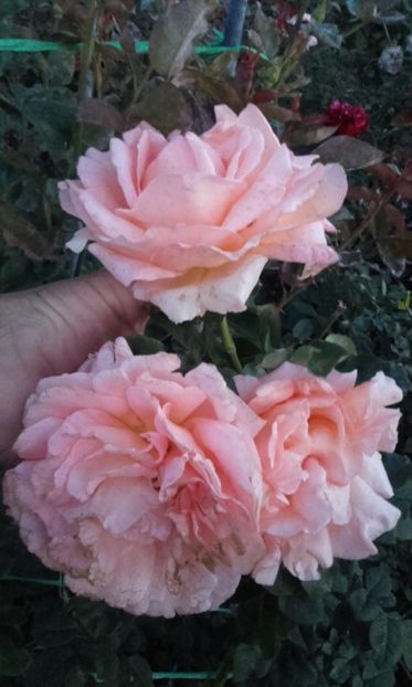  - POLKA urcator Meilland 2