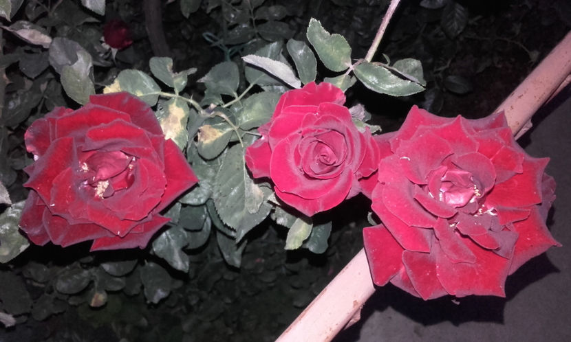  - BLACK BACCARA Meilland 2