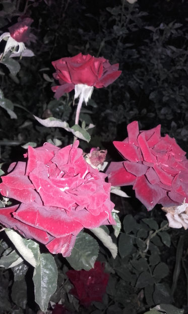  - BLACK BACCARA Meilland 2