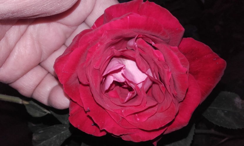  - MONICA BELLUCCI Meilland 2