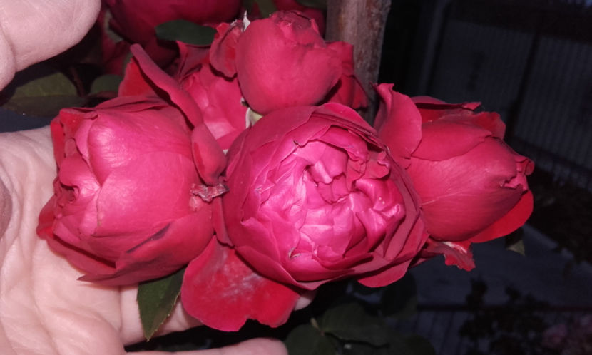  - FLORENTINA urcator Kordes 2