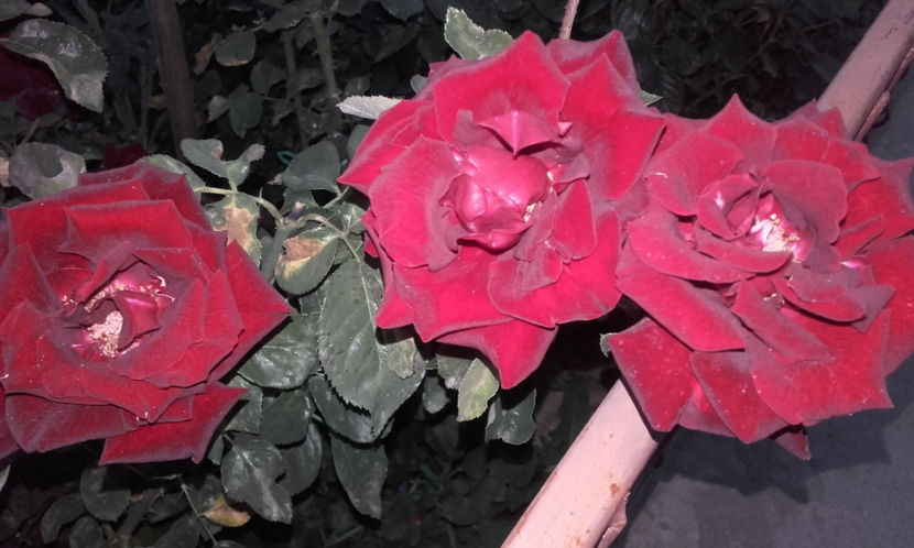  - BLACK BACCARA Meilland 2