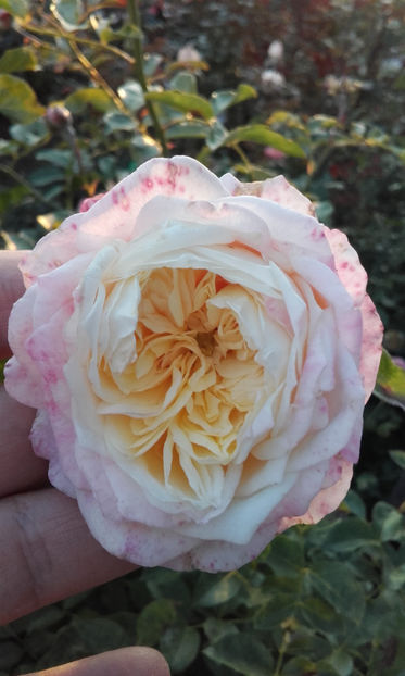  - CROCUS ROSE David Austin 3