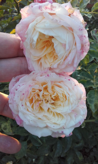  - CROCUS ROSE David Austin 3