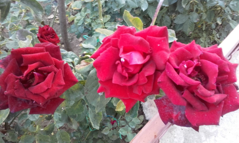  - BLACK BACCARA Meilland 2