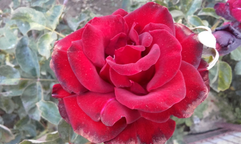  - BLACK BACCARA Meilland 2