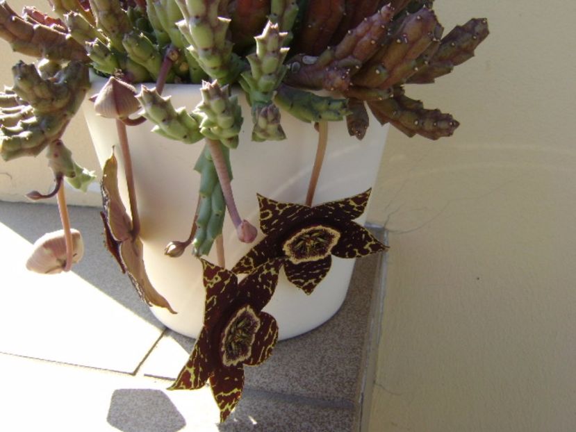 Stapelia variegata - Stapeliade 2017