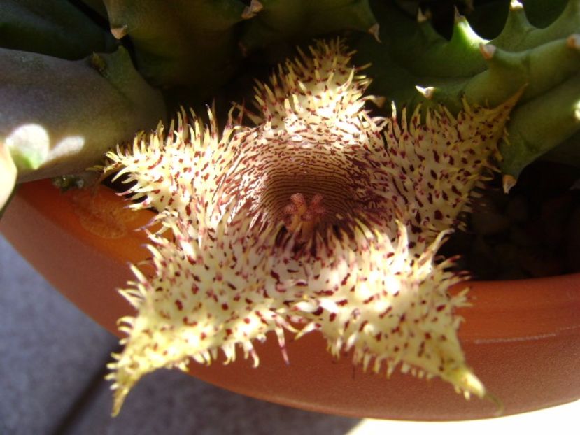 Huernia histrix v. nova - Stapeliade 2017