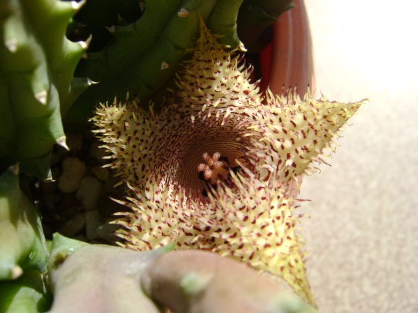 Huernia histrix v. nova - Stapeliade 2017