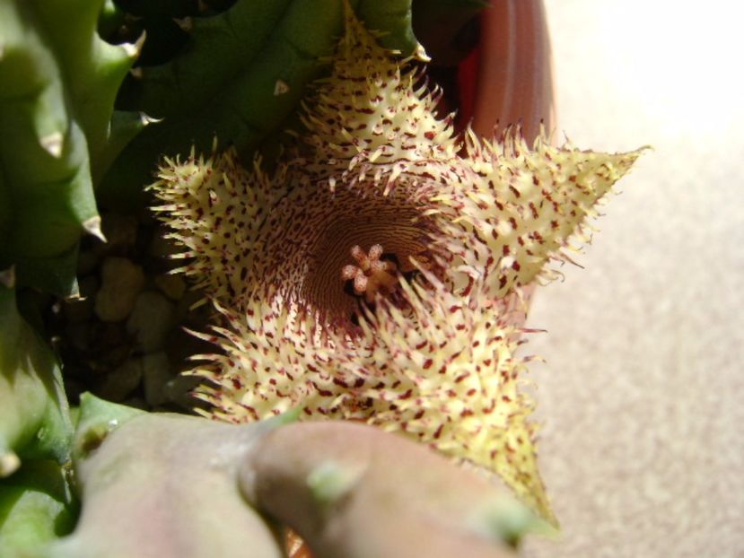 Huernia histrix v. nova - Stapeliade 2017