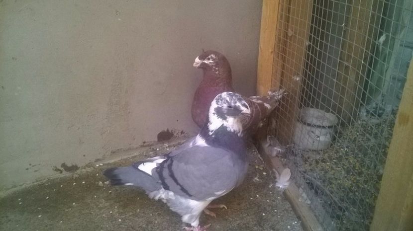  - AMERICANI MATCA PENTRU 2018